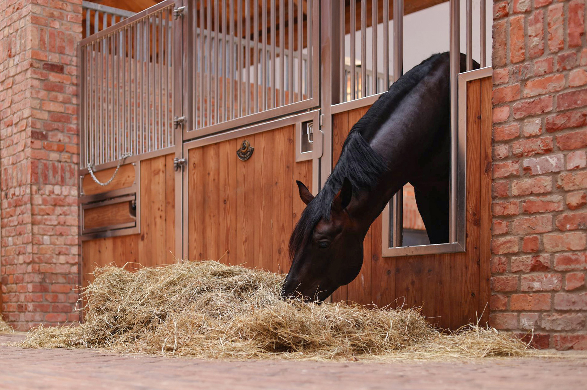 Stallion standing in his box and eating hay in the stable lane