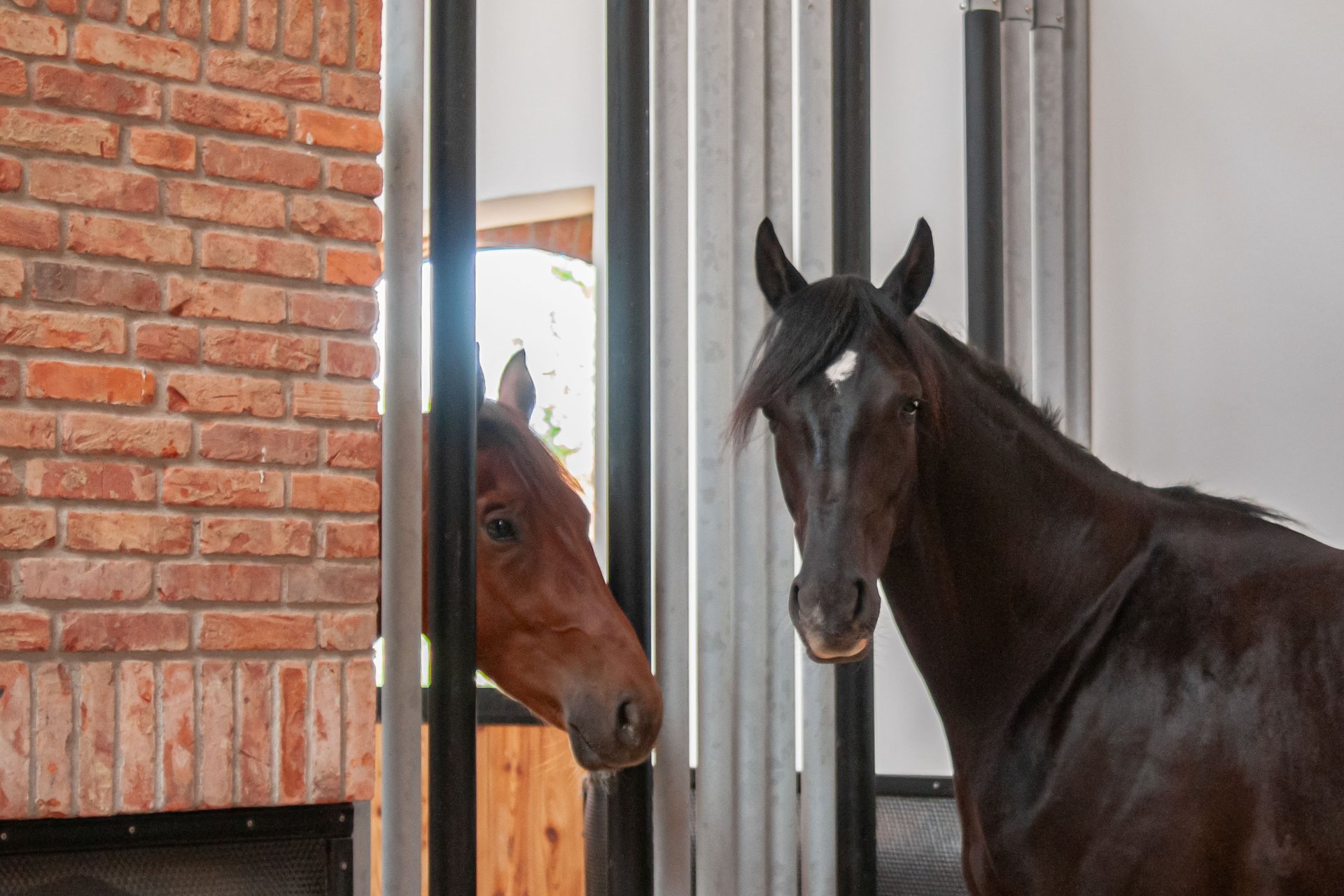 Two stallions in the horse box interacting with each other through the social fence