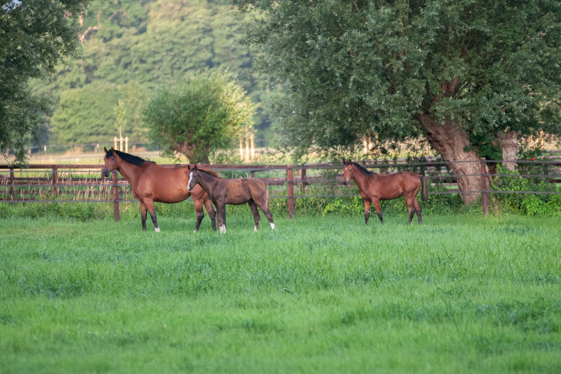 Mares and their foals in a meadow