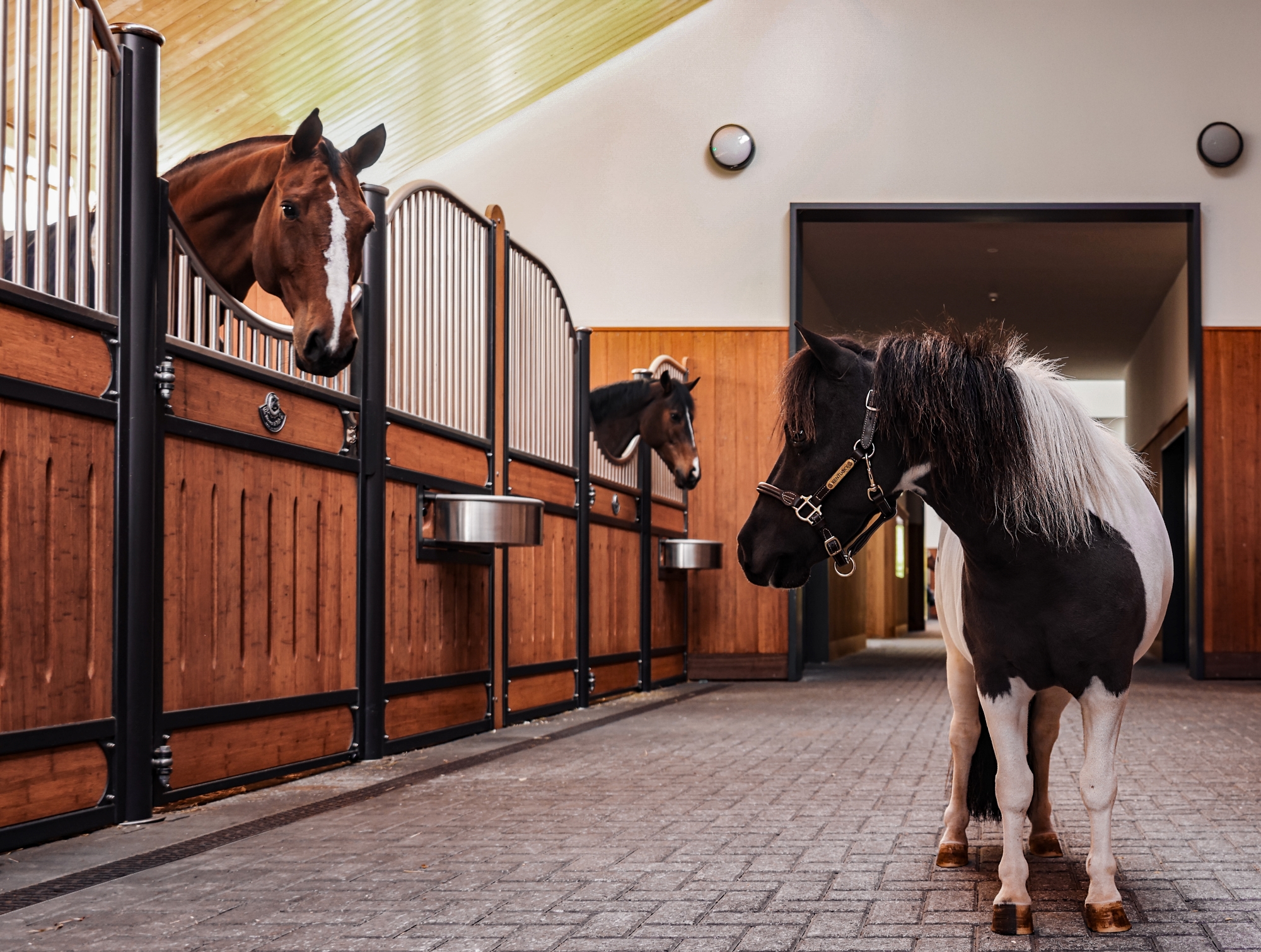 Pony stands in stable aisle with horses in stalls