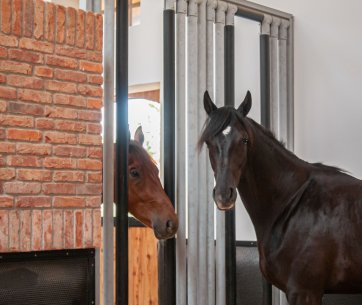 Deux étalons dans le box des chevaux interagissent entre eux à travers la grille sociale