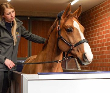 Pferd laeuft im Aquatrainer Pflegerin steht neben ihm