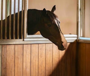 Le cheval regarde dans le box voisin à travers la séparation pour interactions sociales.
