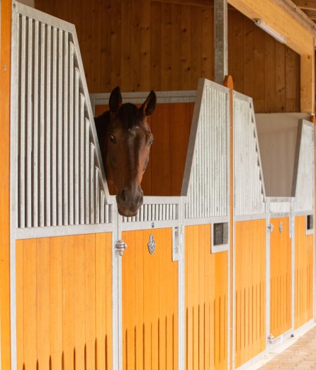 De l'écurie Box Kopenhagen un cheval regarde