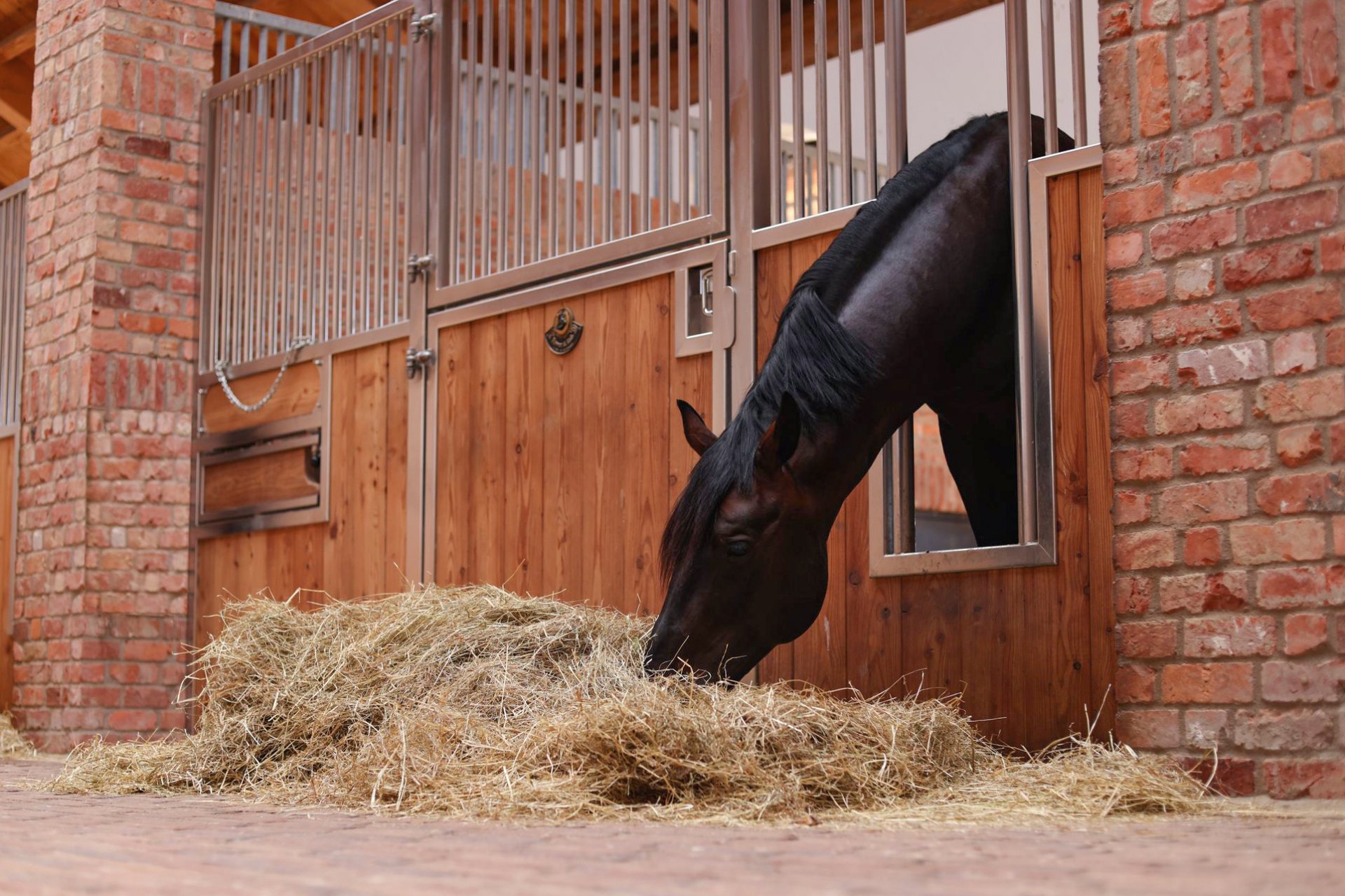 Pferd frisst Heu durch Fressgitter der Box Stuttgart