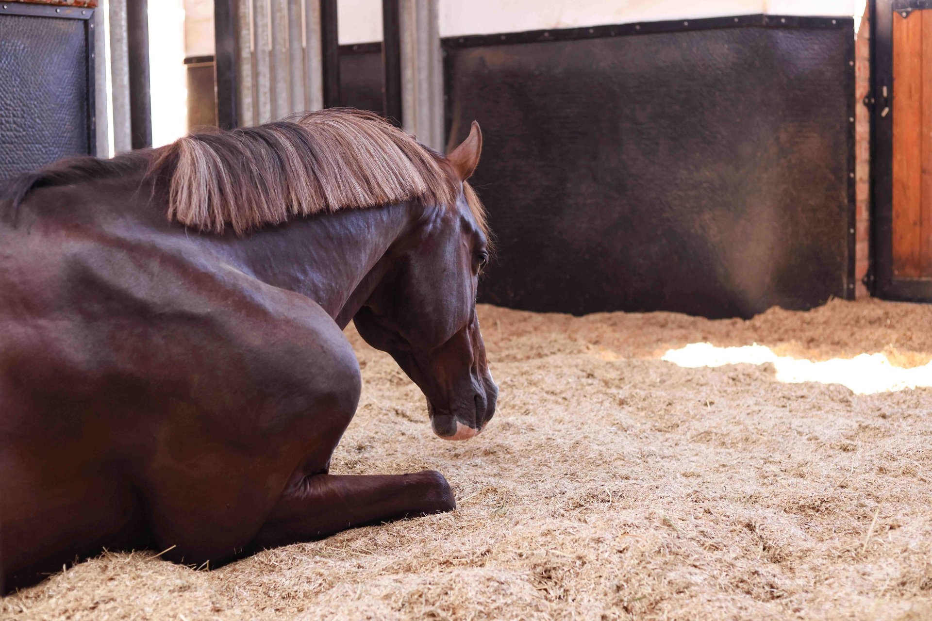 Stallion relaxing in his spacious box with social fencing