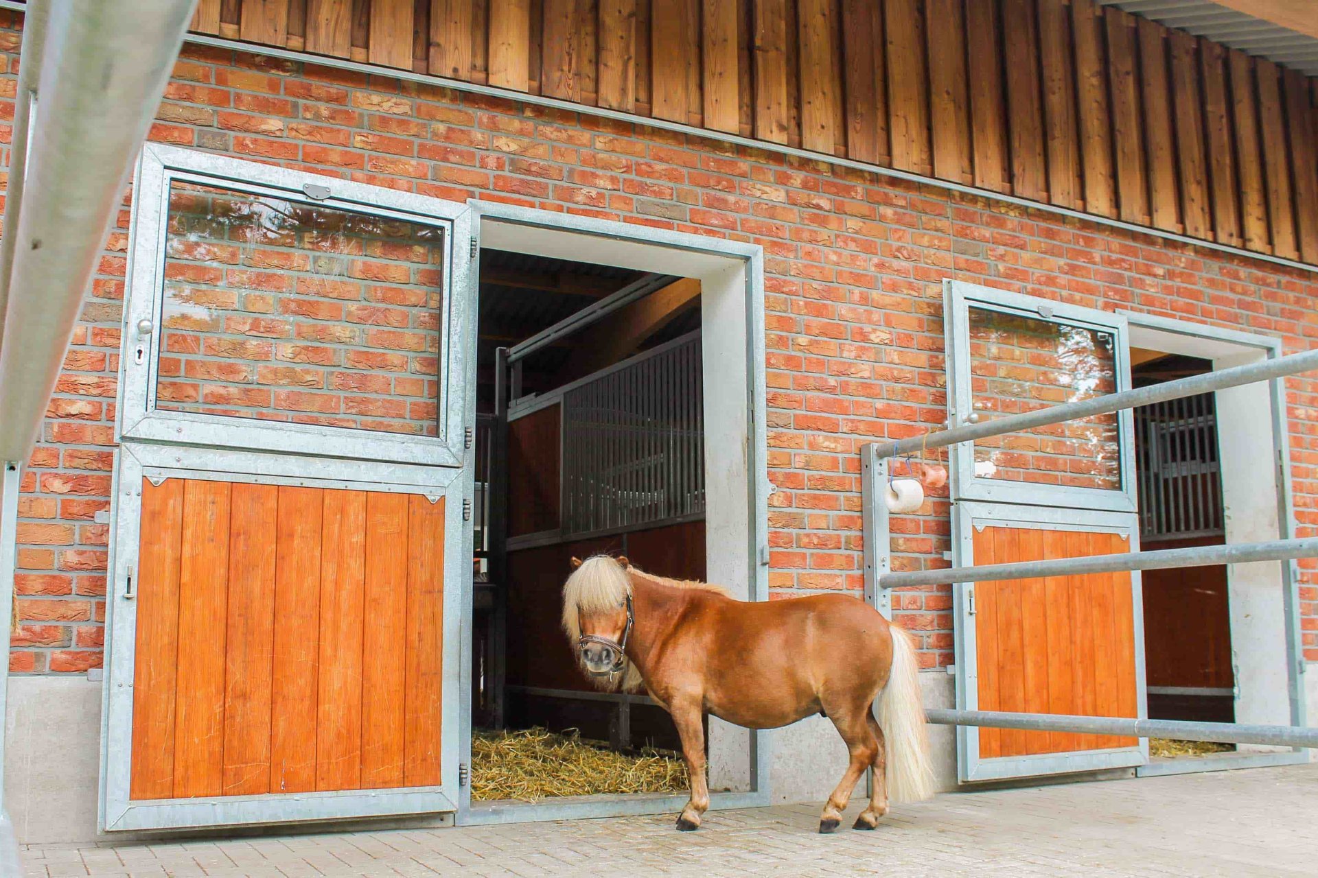 Shetlandpony steht auf dem Paddock vor der geoeffneten Außenboxentuer