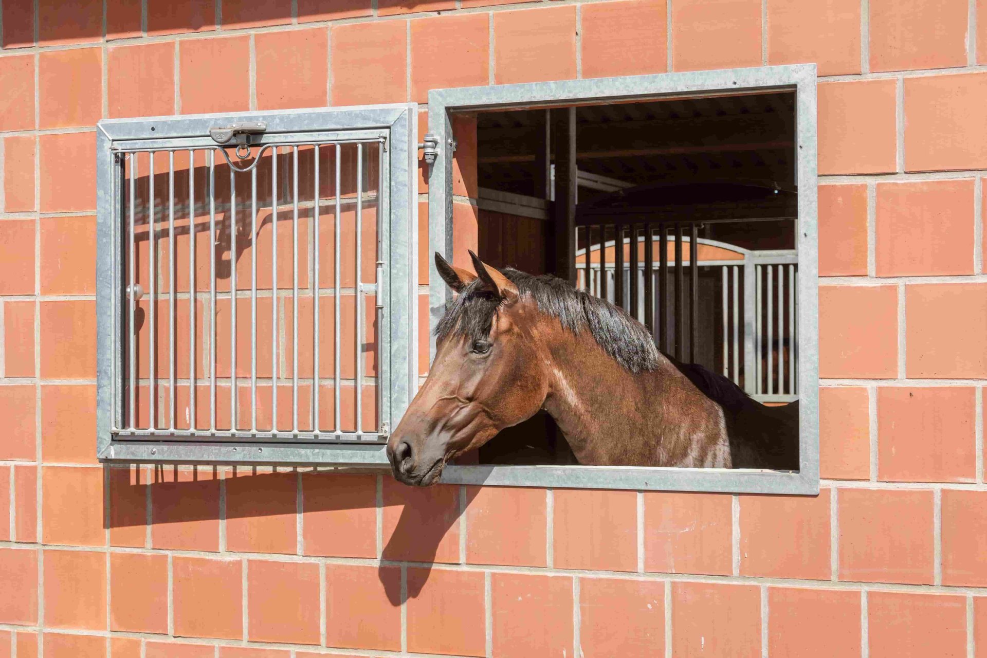 Pferd schaut aus dem geöffneten Fenster nach draußen