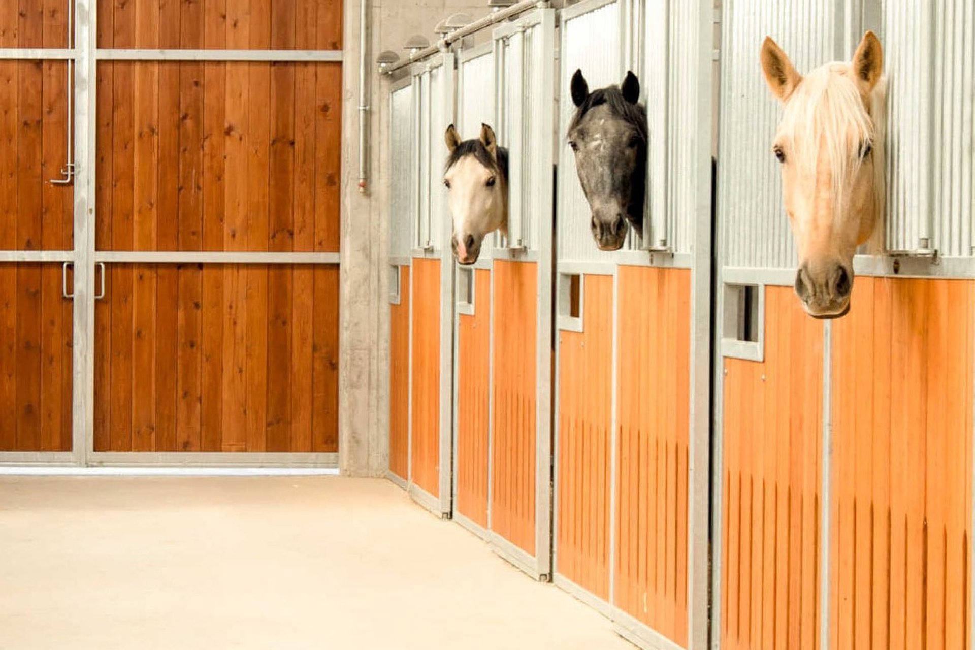 Pferde schauen aus ihrer Box in die Stallgasse