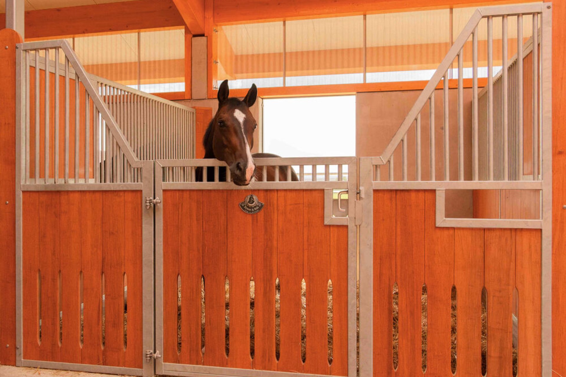 Pferd schaut aus seiner Box Modell Kopenhagen