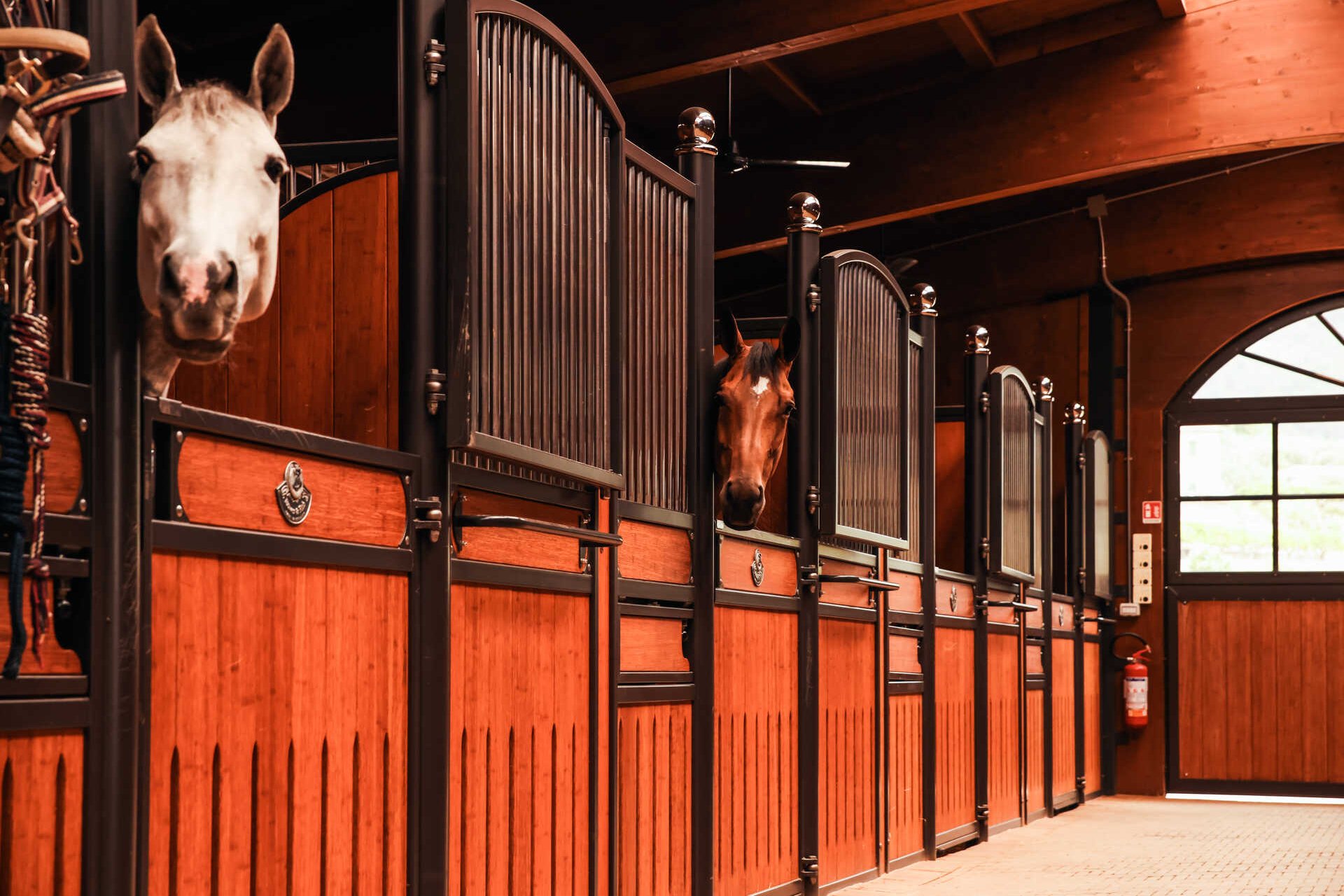 LO&F Horses Stallgasse mit Pferden