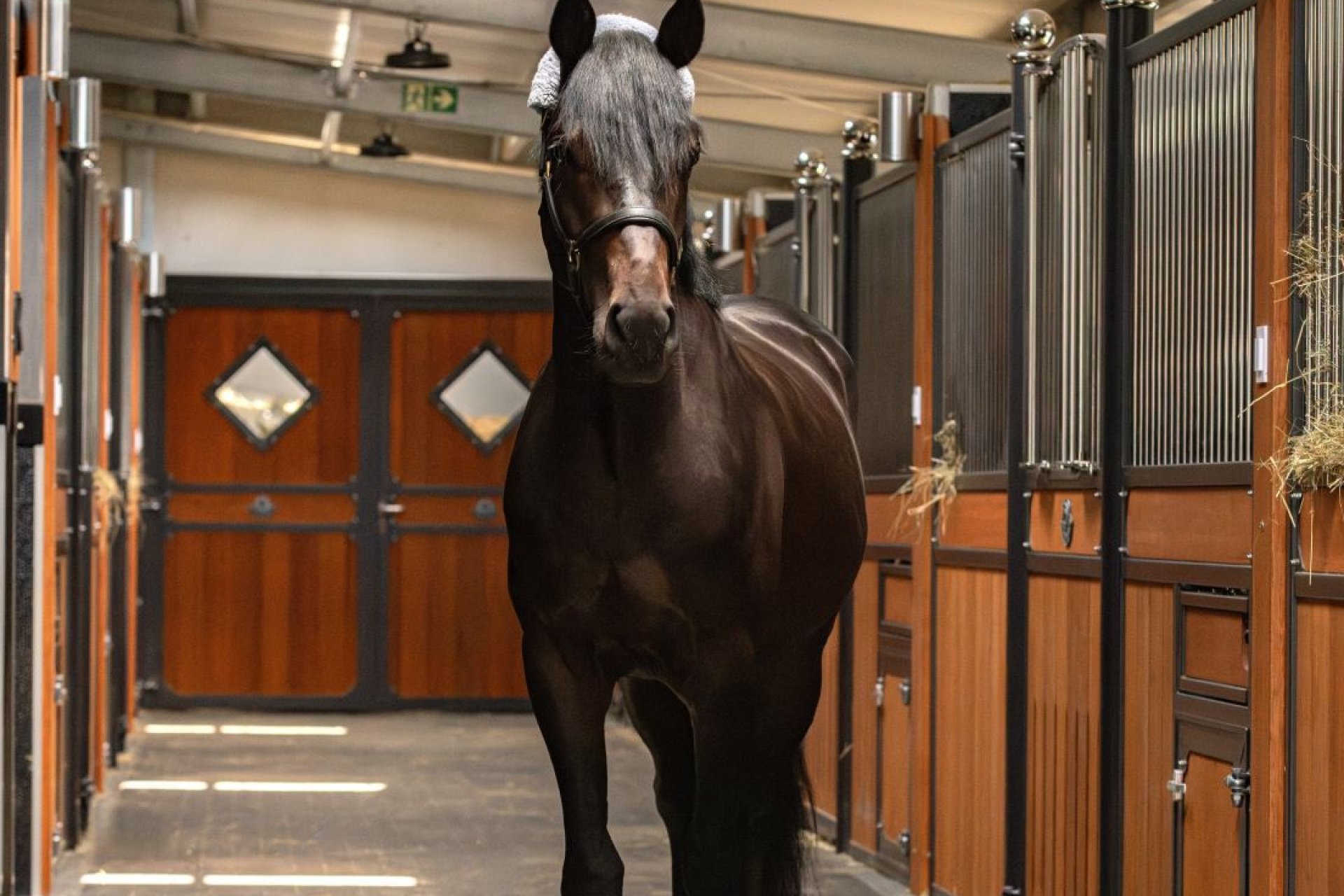 Elegantes dunkles Pferd in der Stallgasse von Crown Stables, umgeben von hochwertiger Stalleinrichtung aus Holz und Edelstahl.