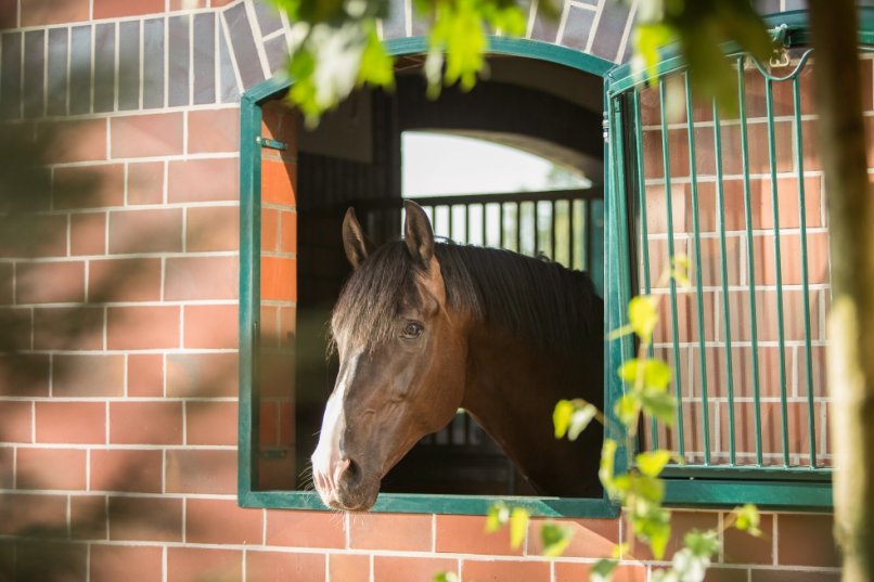 Équipement d’écurie avec fenêtre cintrée revêtue de vert, d’où un cheval bai regarde à l’extérieur.