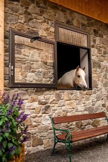 Équipement d’écurie avec fenêtre anthracite sans grille ; un cheval haflinger regarde dehors, avec un banc en bois et des fleurs violettes au premier plan.